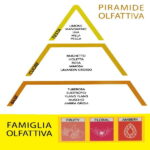 Namų kvapo THD Botanic Uva Bianca E Mimosa aromato natų piramidė